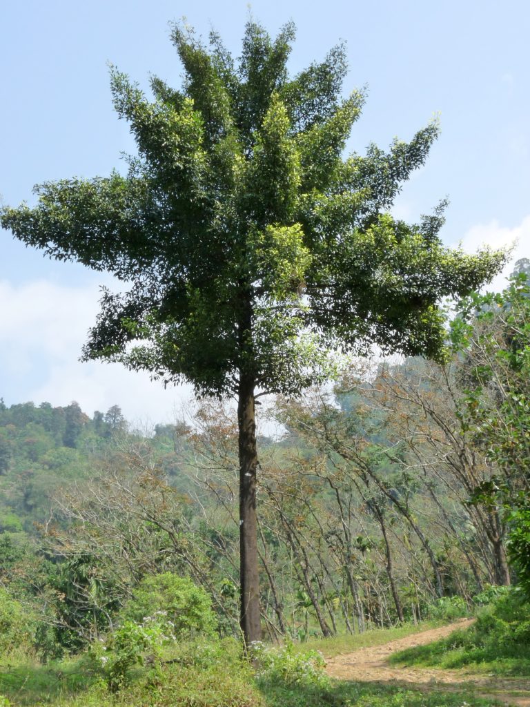 Organic Goraka fruit