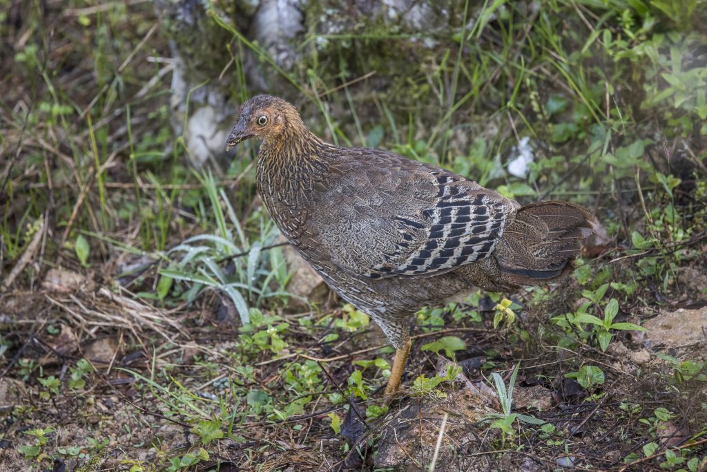 Sri Lanka Junglefowl, the national bird
