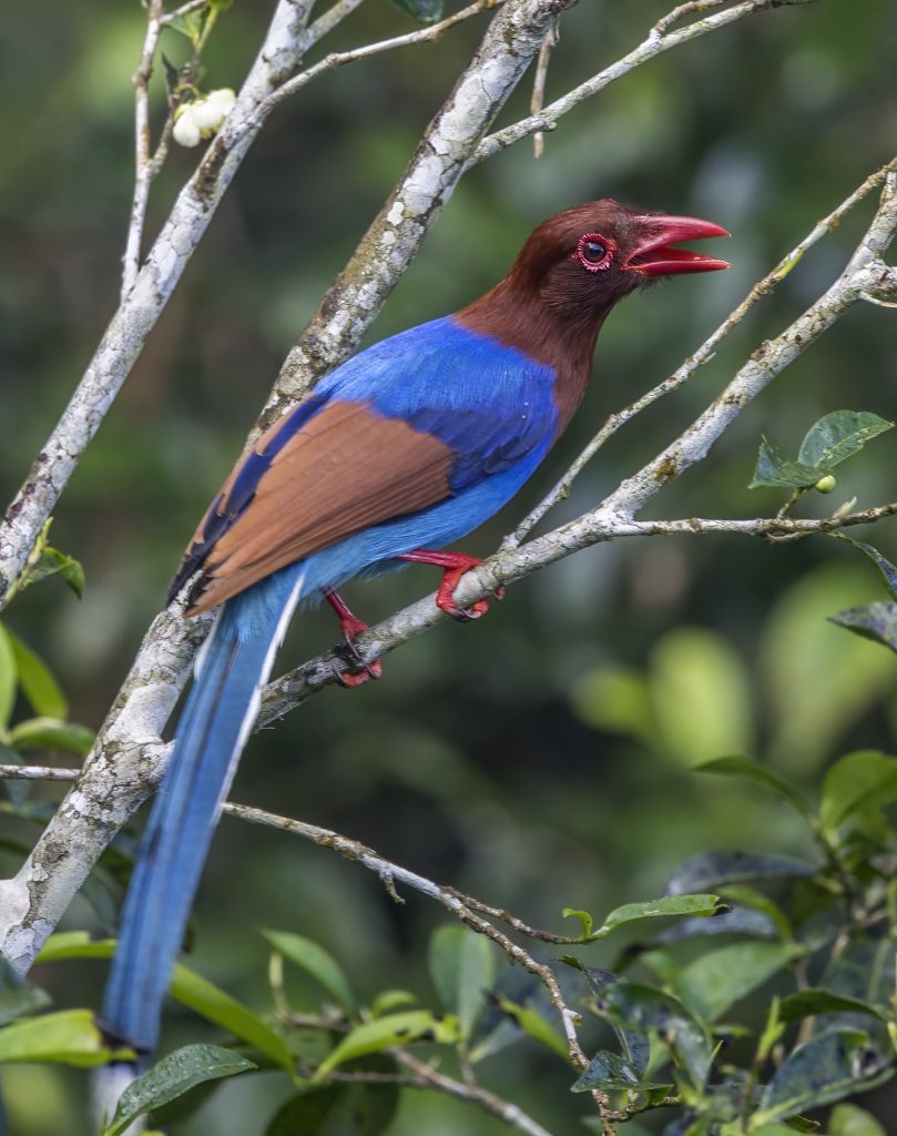 Endemic Sri Lanka Blue Magpie