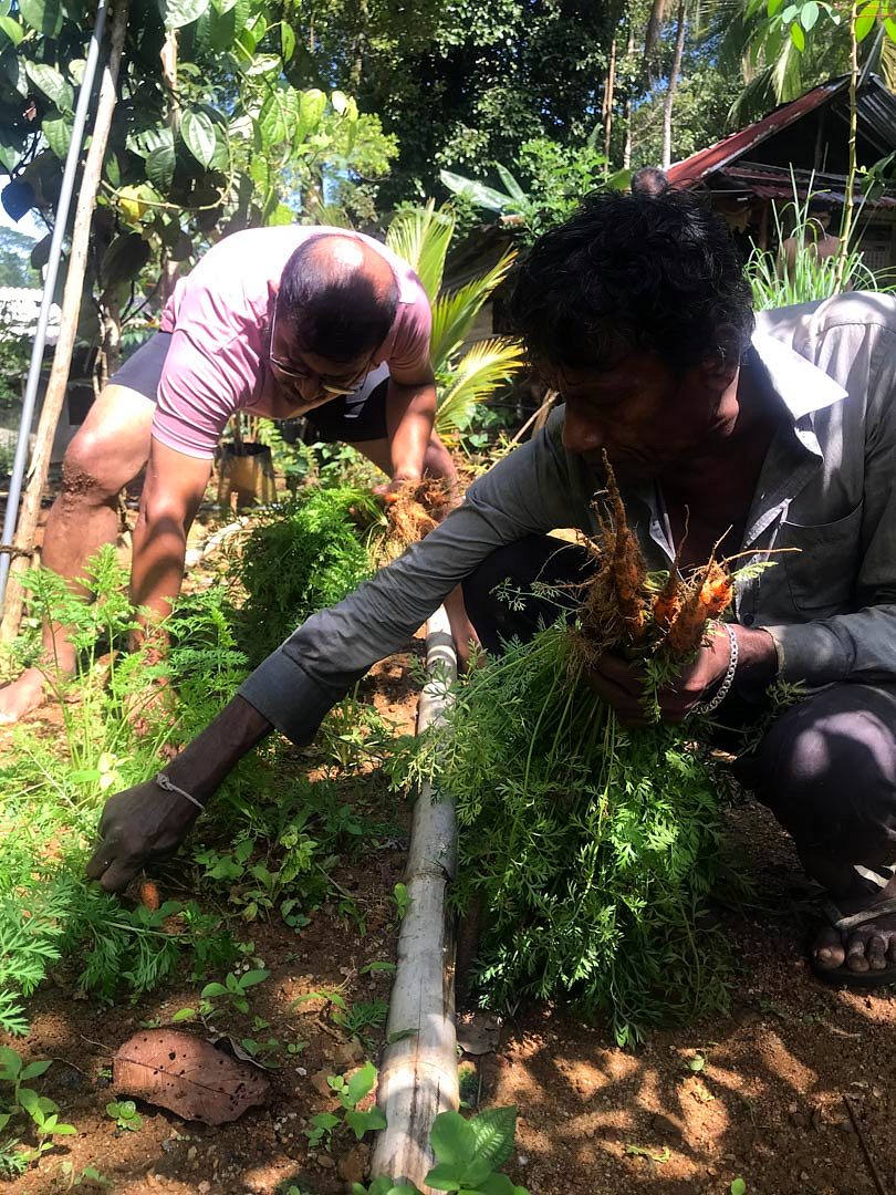 Two people harvesting plants together in the cultivation beds
