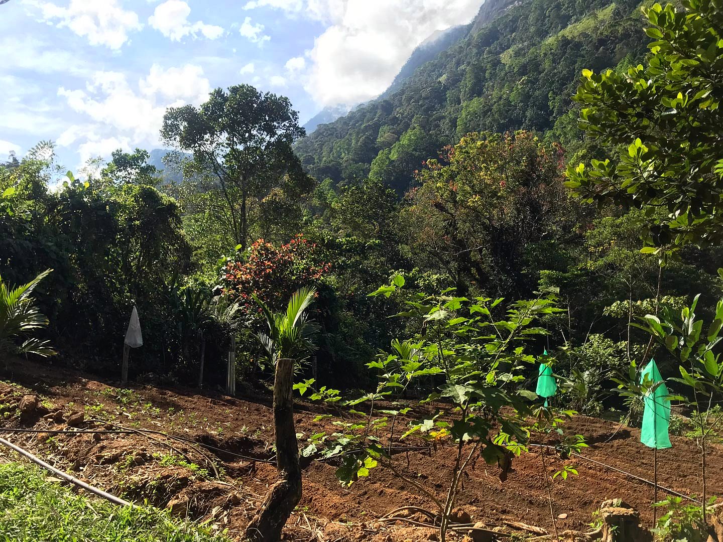 A young sapling planted on a hillside with the valley behind