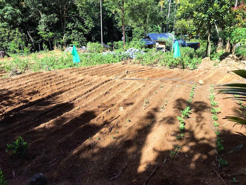 Freshly mounded planting beds with young seedlings and stakes