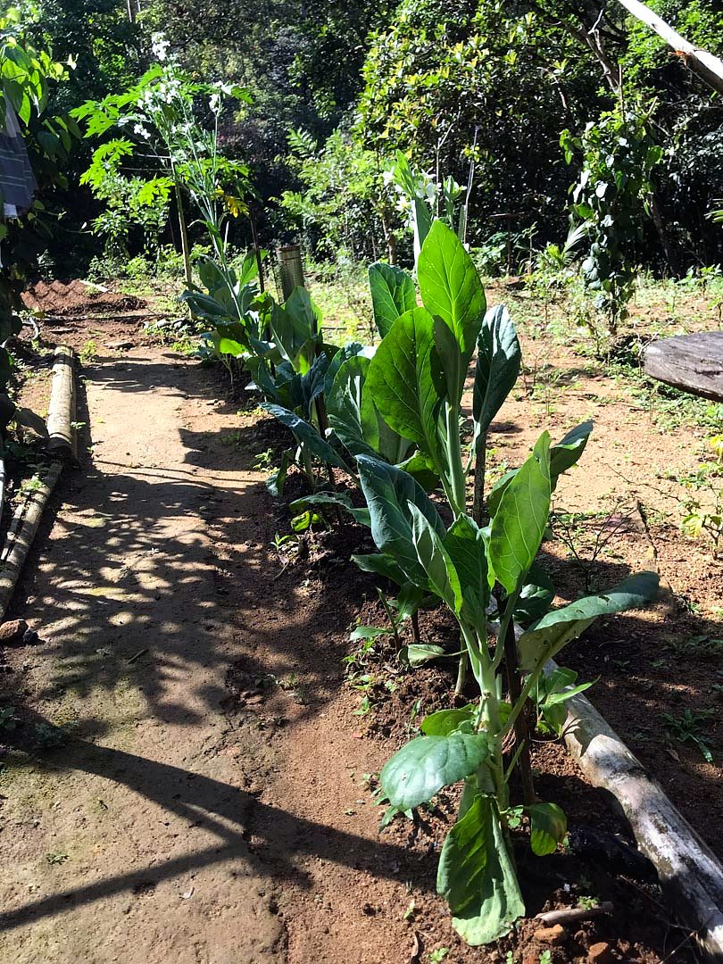 Young maize plants growing in a cultivated plot