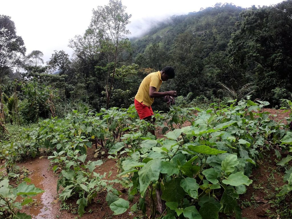 A person tending vegetable beds with forested hills behind
