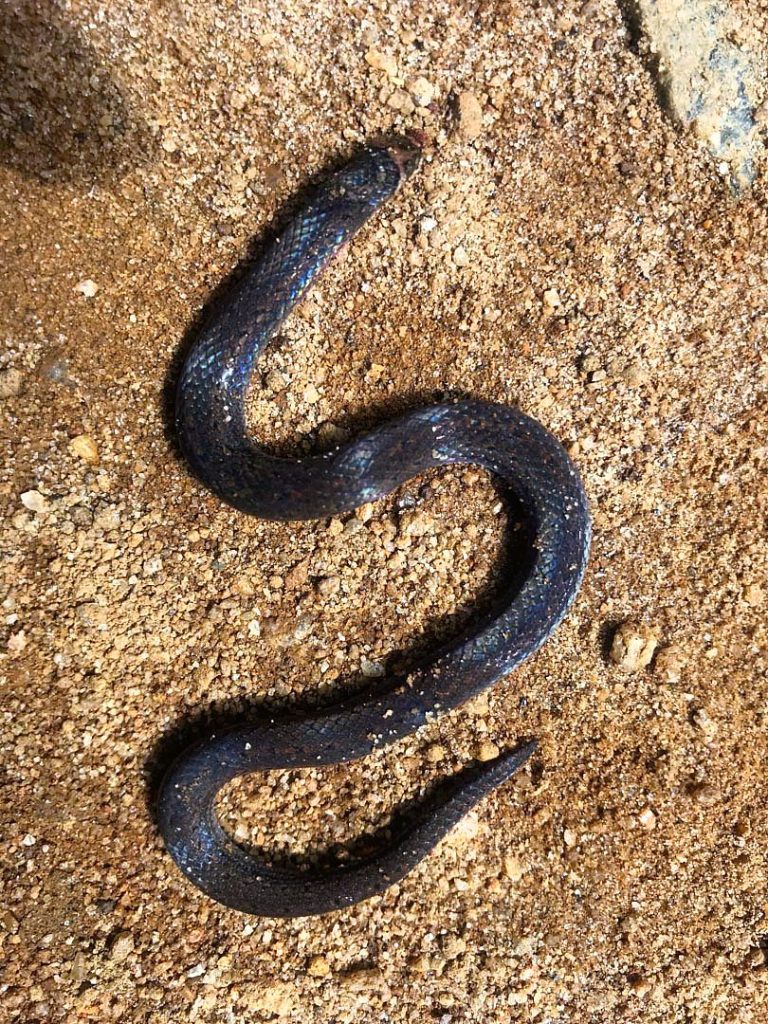 A snake moving across sandy ground in the forest