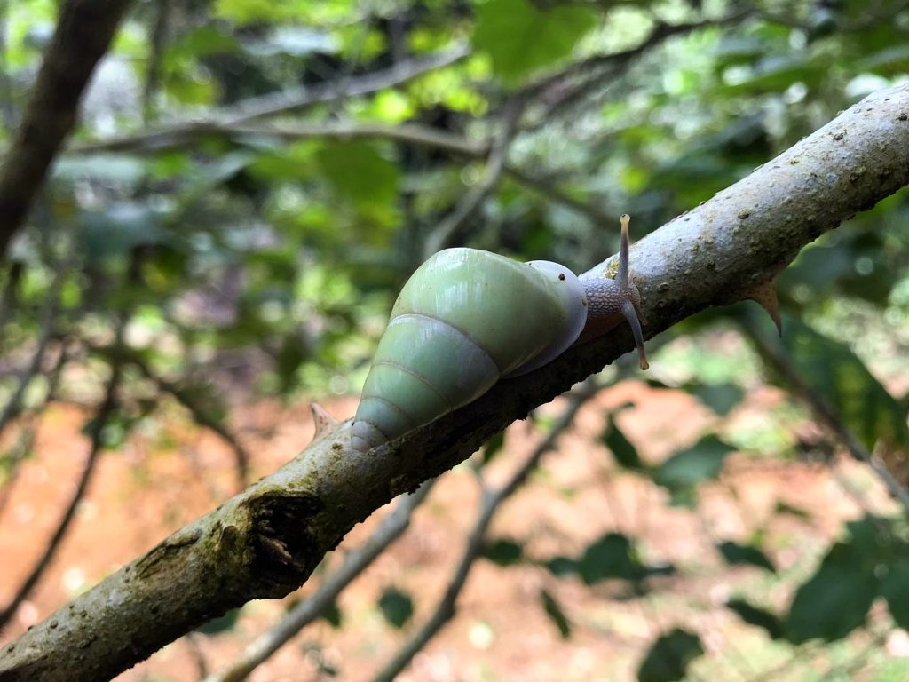 A green vine snake stretched along a branch in the canopy