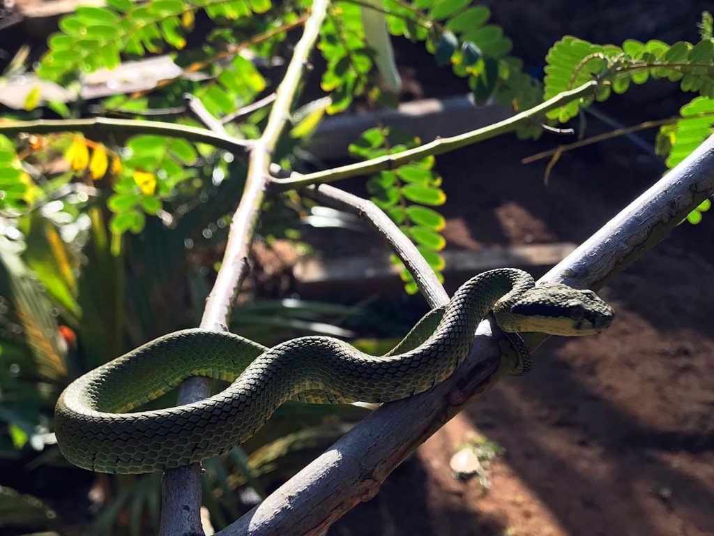 A green vine snake coiled among green foliage
