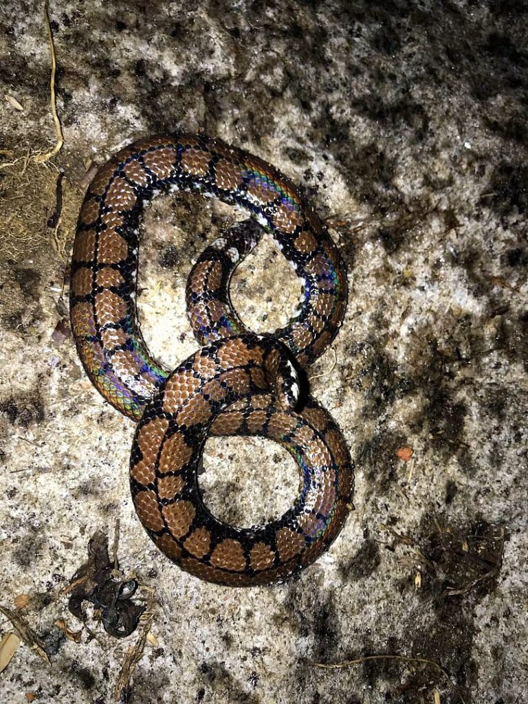 A patterned snake coiled on a rock in the forest