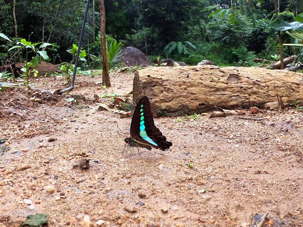 The Tree Fern, Peak Wilderness, Sri Lanka