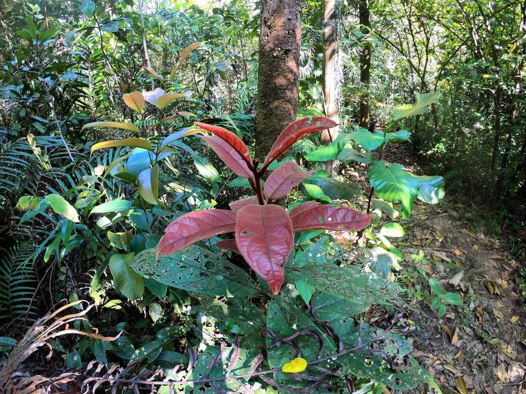 The Tree Fern, Peak Wilderness, Sri Lanka