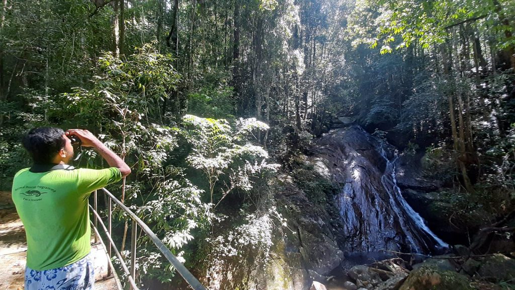The Tree Fern, Peak Wilderness, Sri Lanka