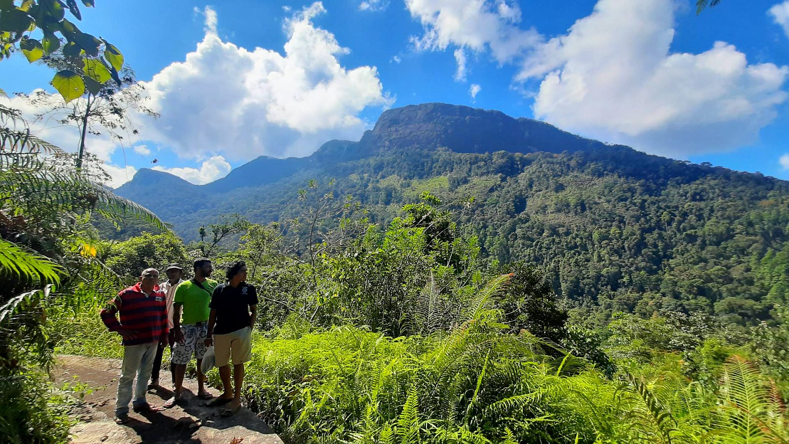 The Tree Fern, Peak Wilderness, Sri Lanka