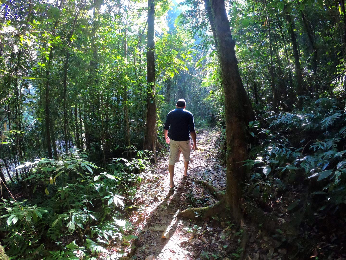 The Tree Fern, Peak Wilderness, Sri Lanka