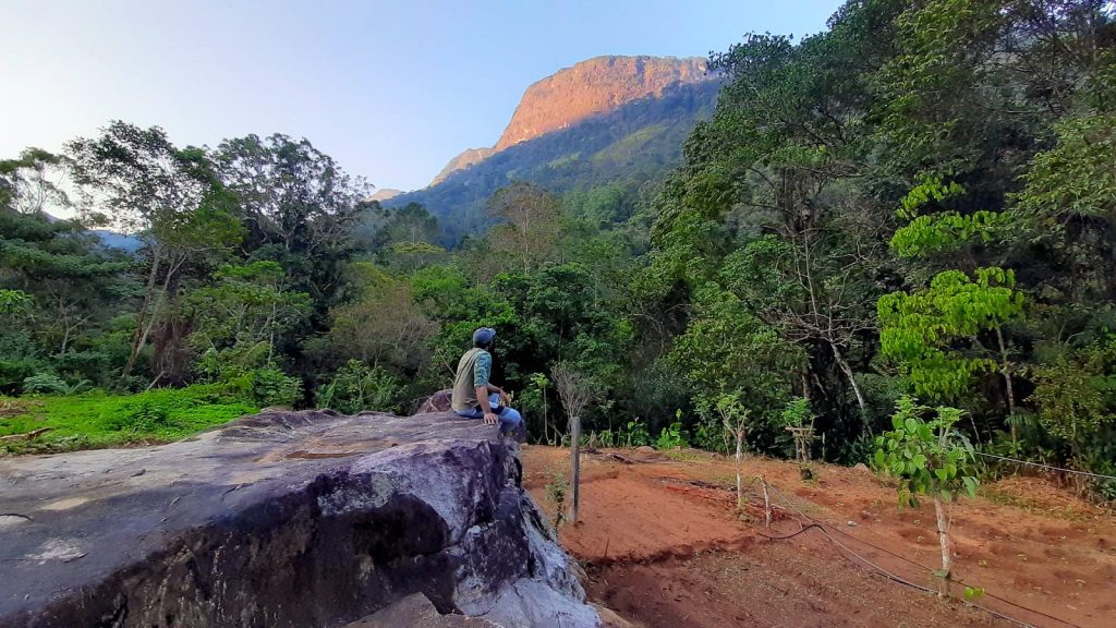 The Tree Fern, Peak Wilderness, Sri Lanka