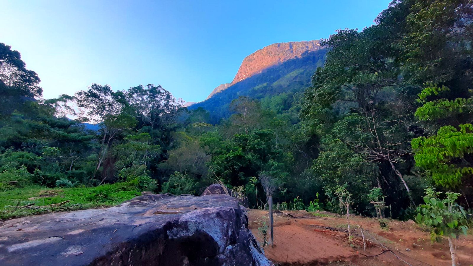 The Tree Fern, Peak Wilderness, Sri Lanka