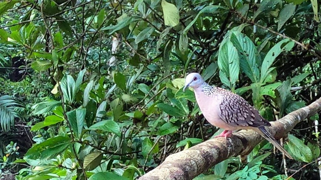 A bird perched on a branch in the rainforest