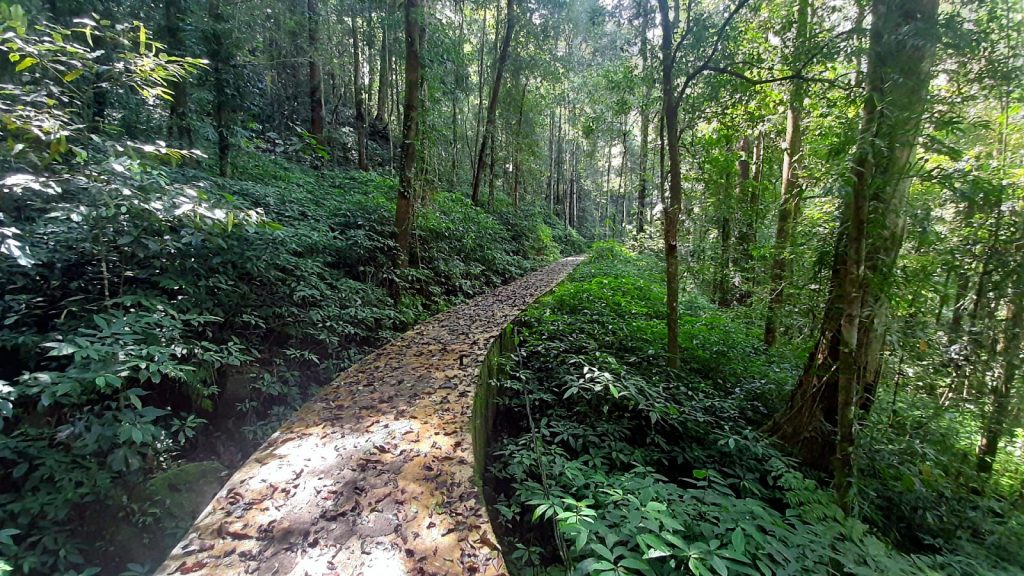 Mossy fallen tree beside the rainforest trail