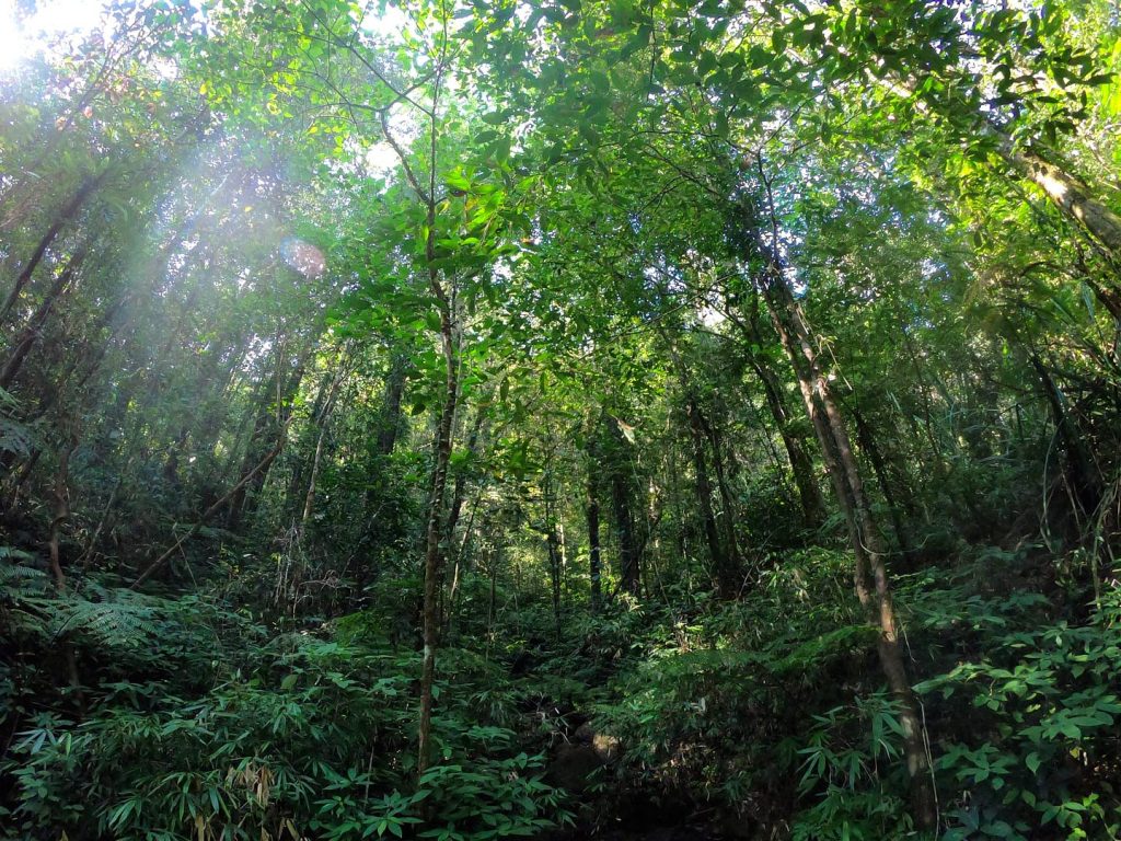 Shafts of sunlight breaking through mist in the rainforest canopy